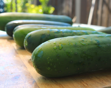 Burpless Supreme Hybrid Cucumber Seeds
